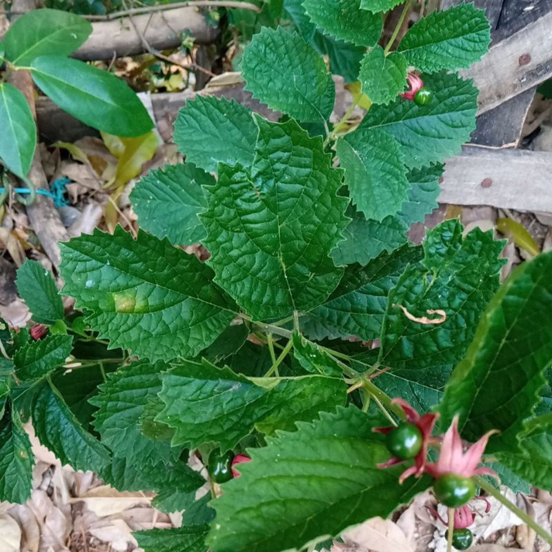 

DAUN SEGAR KEJI BELING FRESH BARU PETIK 10 LEMBAR