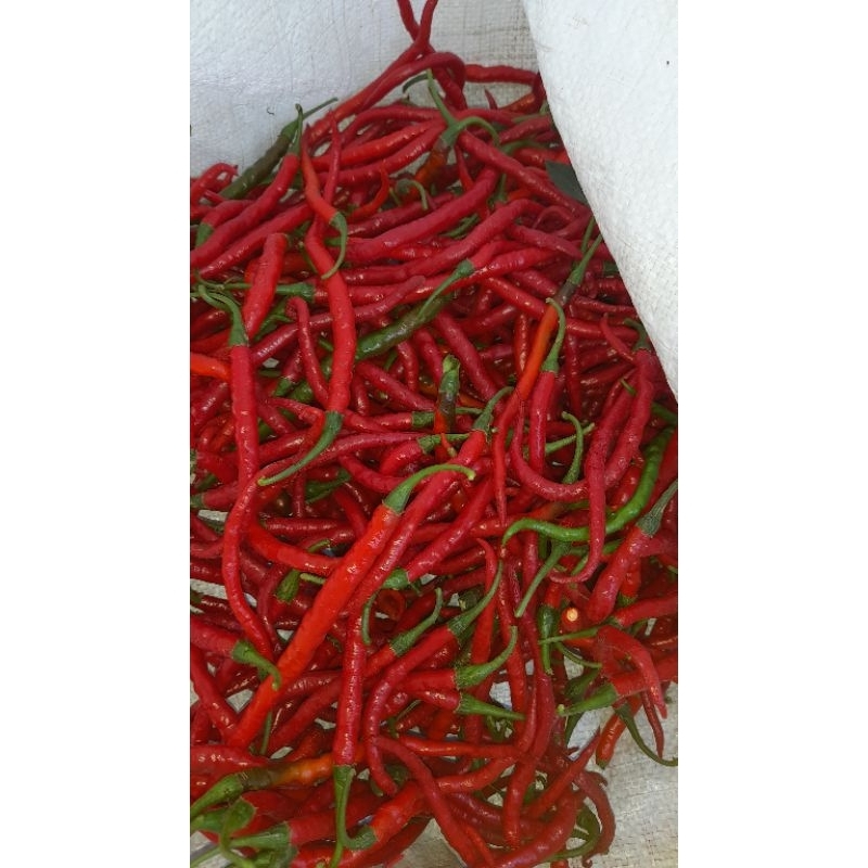 

cabe keriting merah
