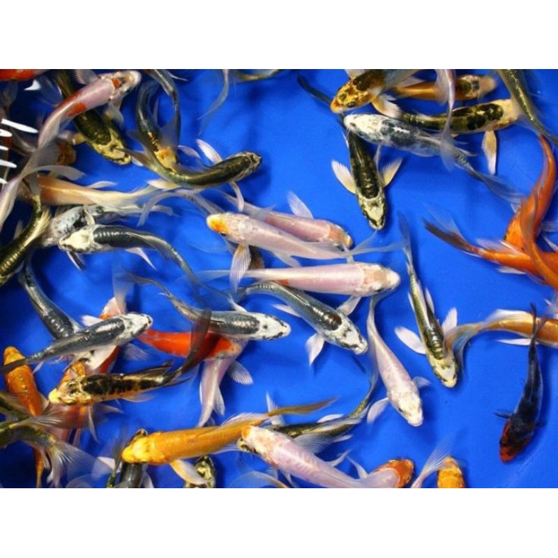 ikan koi slayer metalik kumpay