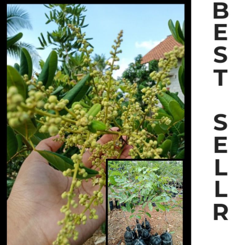 

KELENGKENG MATALADA 1PAKET ISI 4BTG GRATIS 1 BIBIT OKULASI KHUSUS CEPAT BERBUAH 100% ASLI