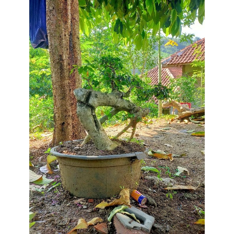bahan bonsai serut unik subur tinggal naik pot