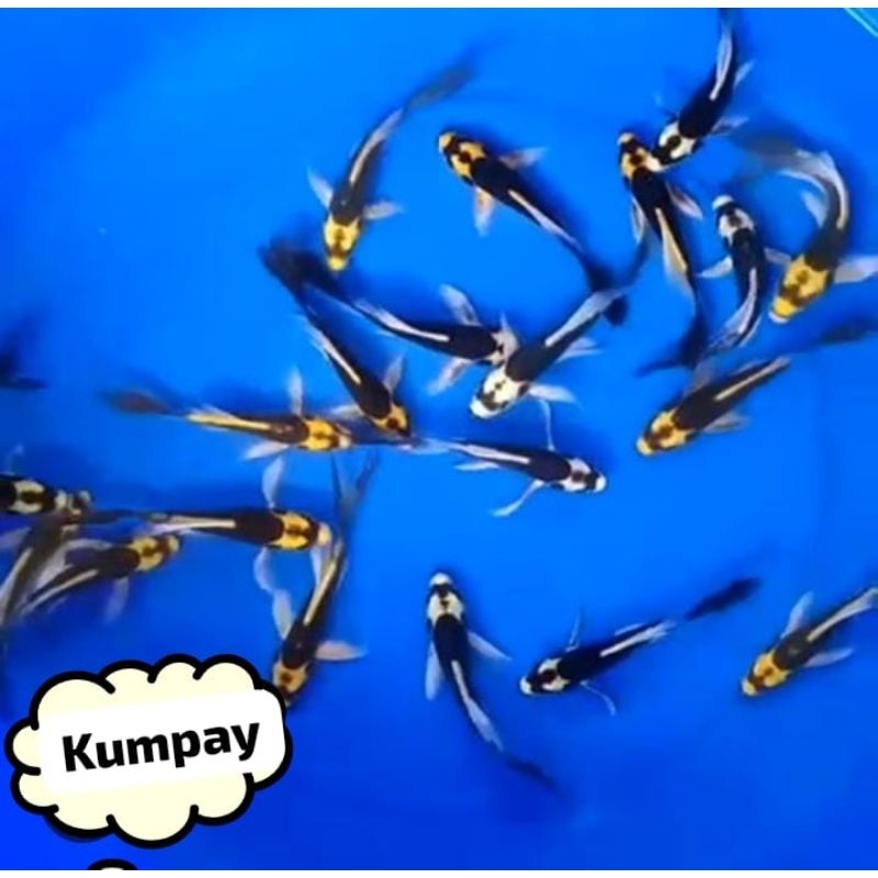 ikan koi kumpay slayer. ikan hias aquarium aquascap air tawar