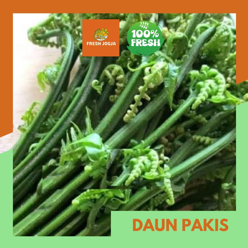 

Daun Pakis per Ikat | Fresh Jogja