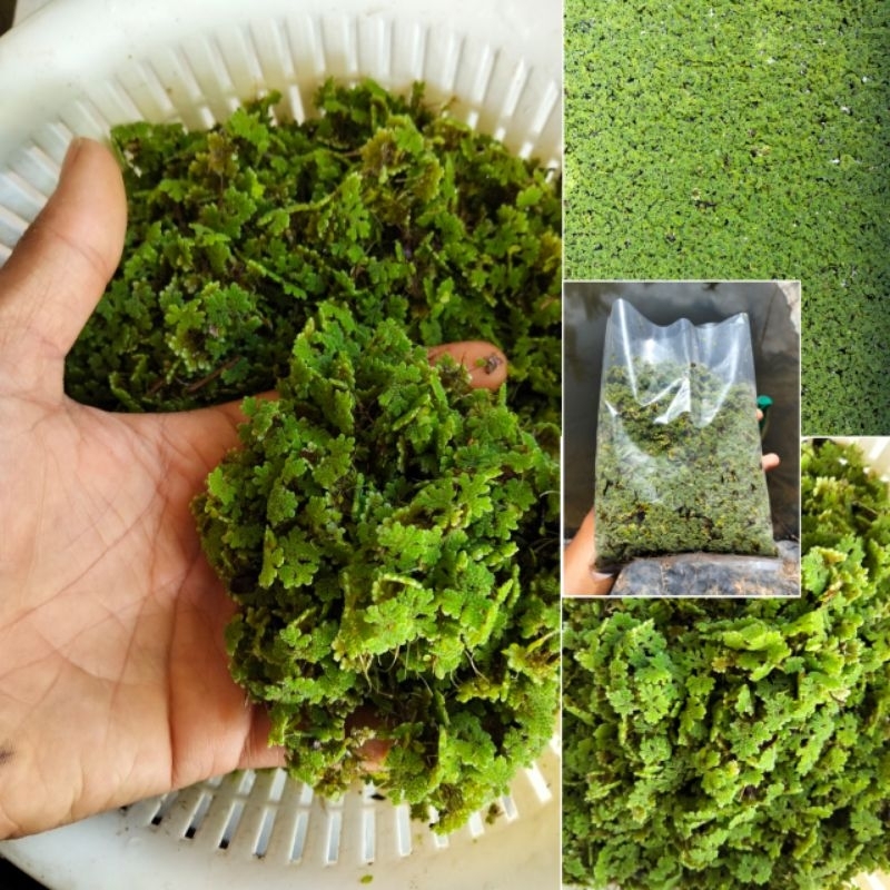 Bibit Azolla Super Azolla 1Kg Pakan Ikan Dan Bebek