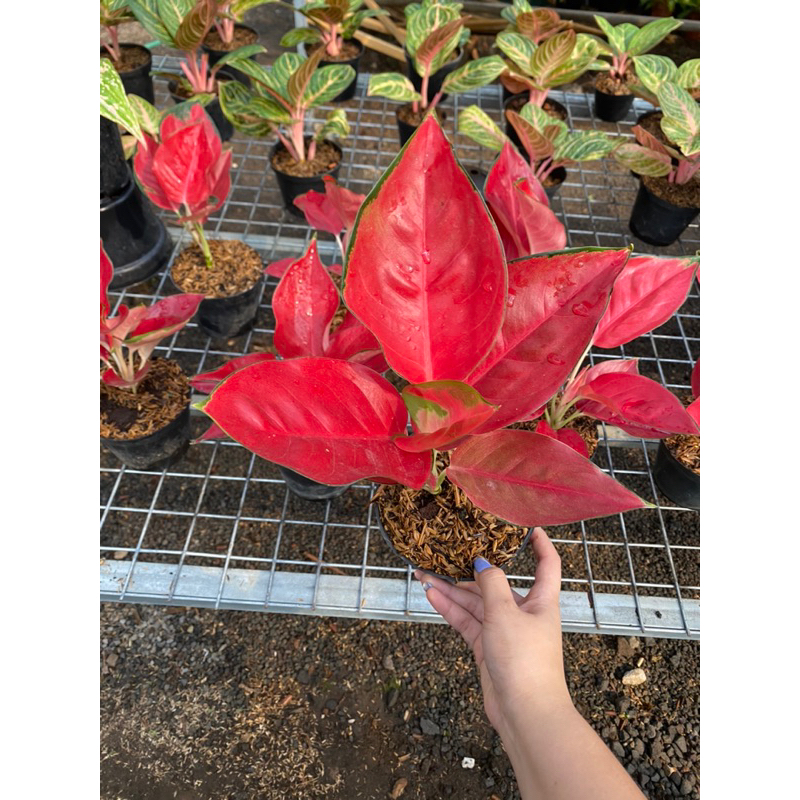 Aglaonema Suksom Jaipong