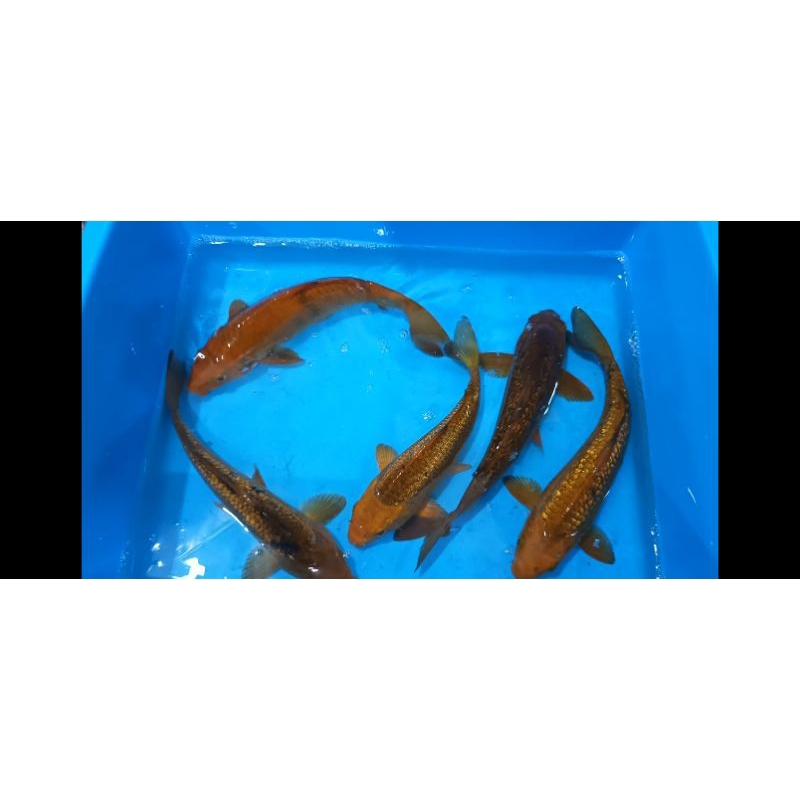 

Dekorasi Aquarium kolam Koi Chagoi penjinak kolam