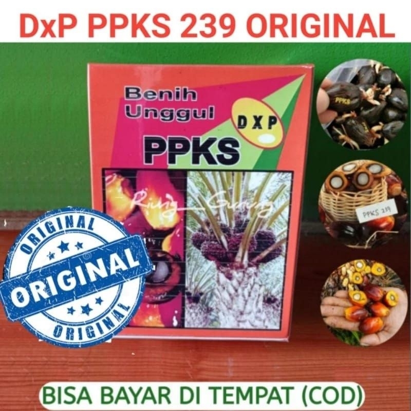 Bibit benih polong kecambah sawit unggul dxp ppks 239 unggul original berkualitas asli medan