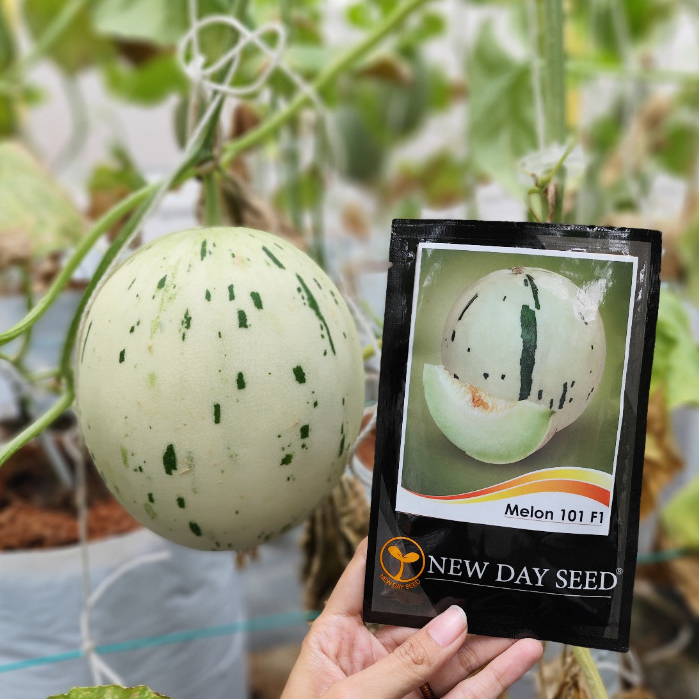 Benih Melon New Day Seed 101 New Dalmatian isi 500 seeds