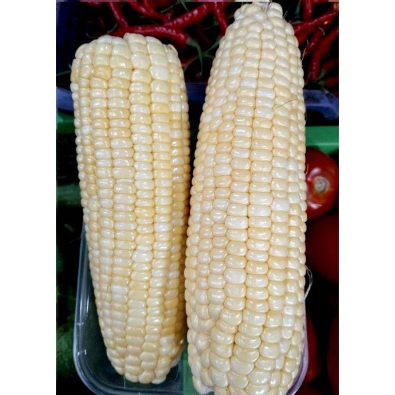 

Jagung Manis Kupas