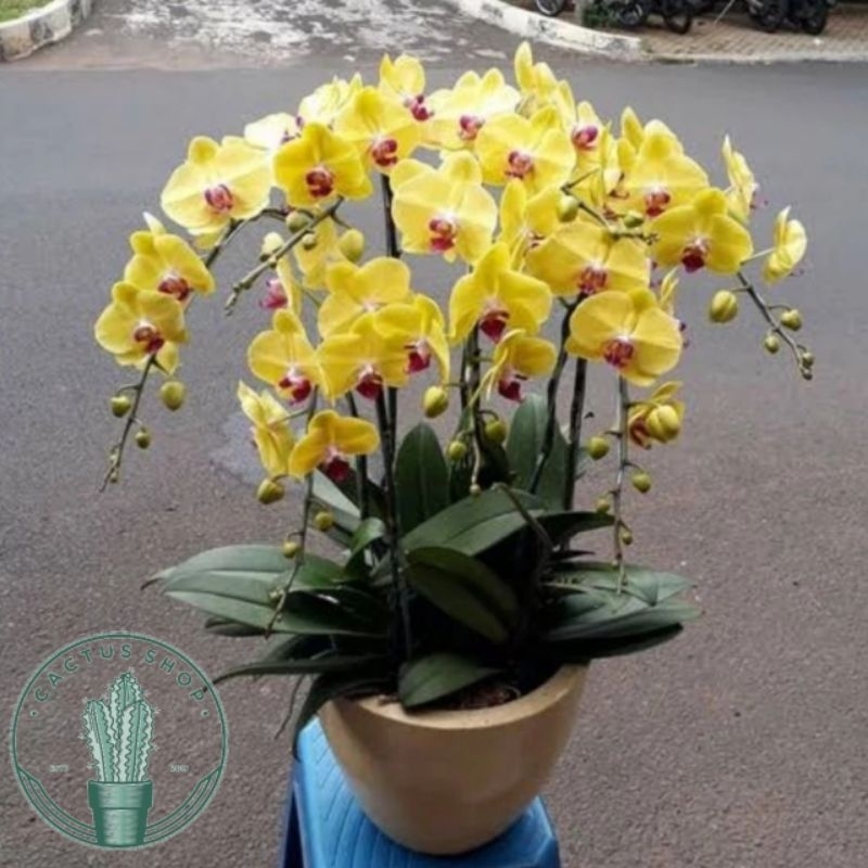 Bunga Anggrek Bulan Kuning Dewasa Siap Berbunga Tanaman Hidup Anggrek Bunga Kuning Tanaman Indoor An