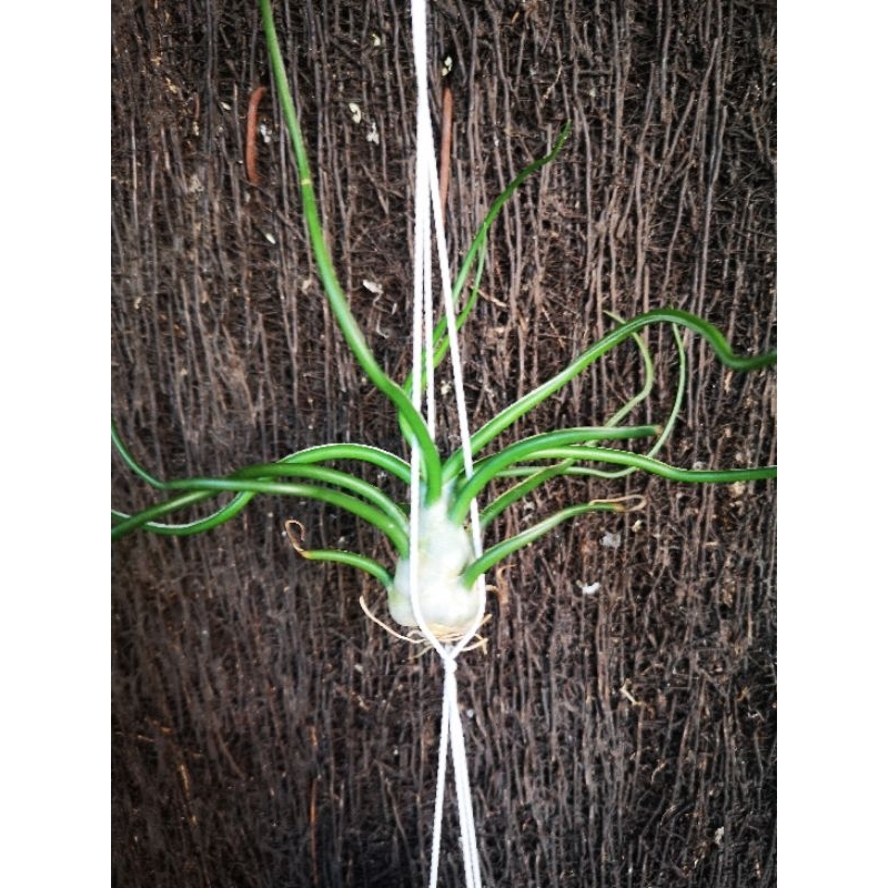 Tillandsia Bulbosa white