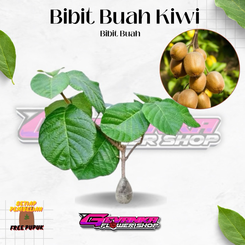 Tanaman Bibit Buah Okulasi KIWI Hidup 25cm++ - Bibit Tanaman Pohon Buah Kiwi