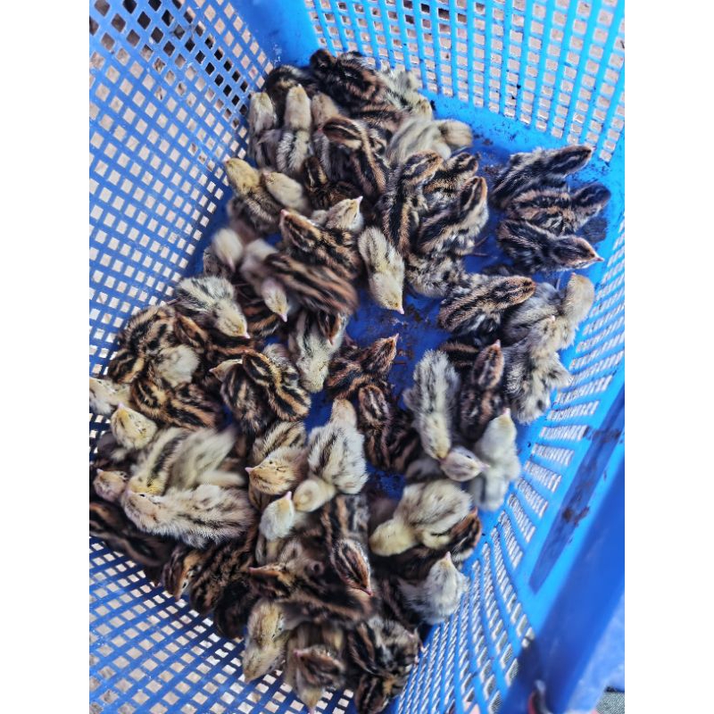 Puyuh Kecil - Puyuh DOQ - Anak Puyuh - Bibit Puyuh - DOQ Puyuh