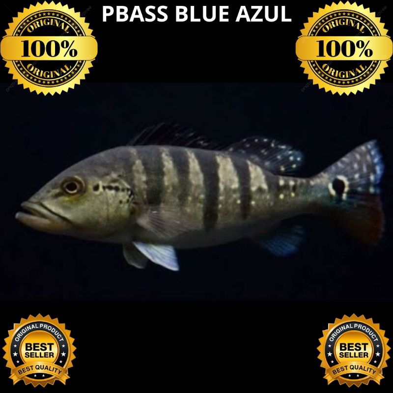 PeacockBass jenis MONO