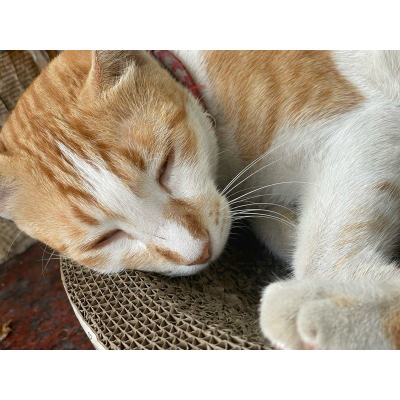 nitotan oikawa dan nitotan akaashi