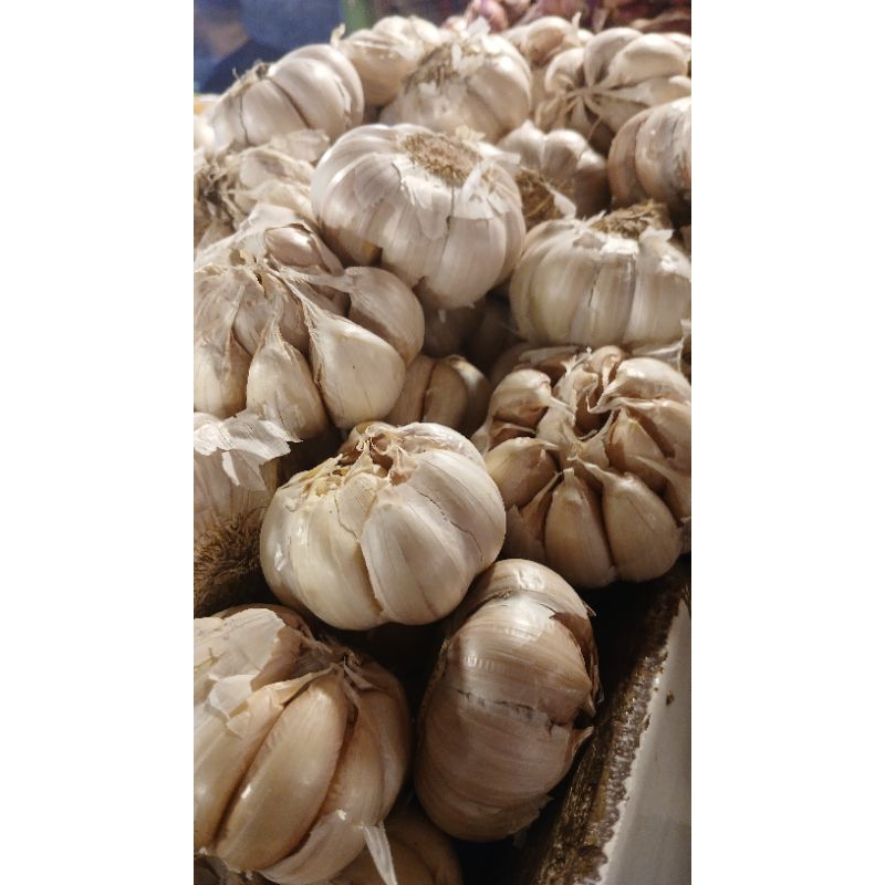 

Bawang putih banci/bawang putih bulat 500grm