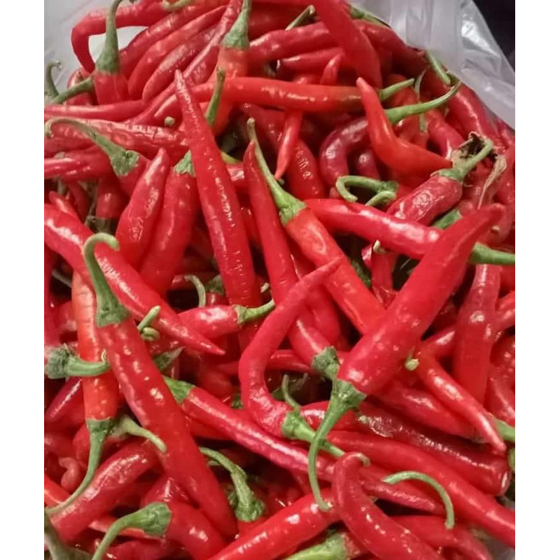 

CABAI MERAH SUPER CABAI KERITING LOMBOK ABANG 500gr 1000gr