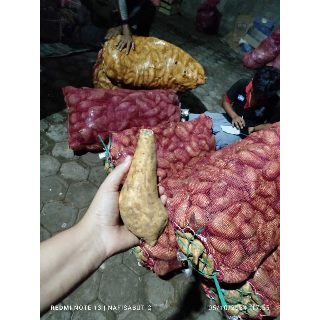 

Ubi madu cilembu 10kg yg super besar besar