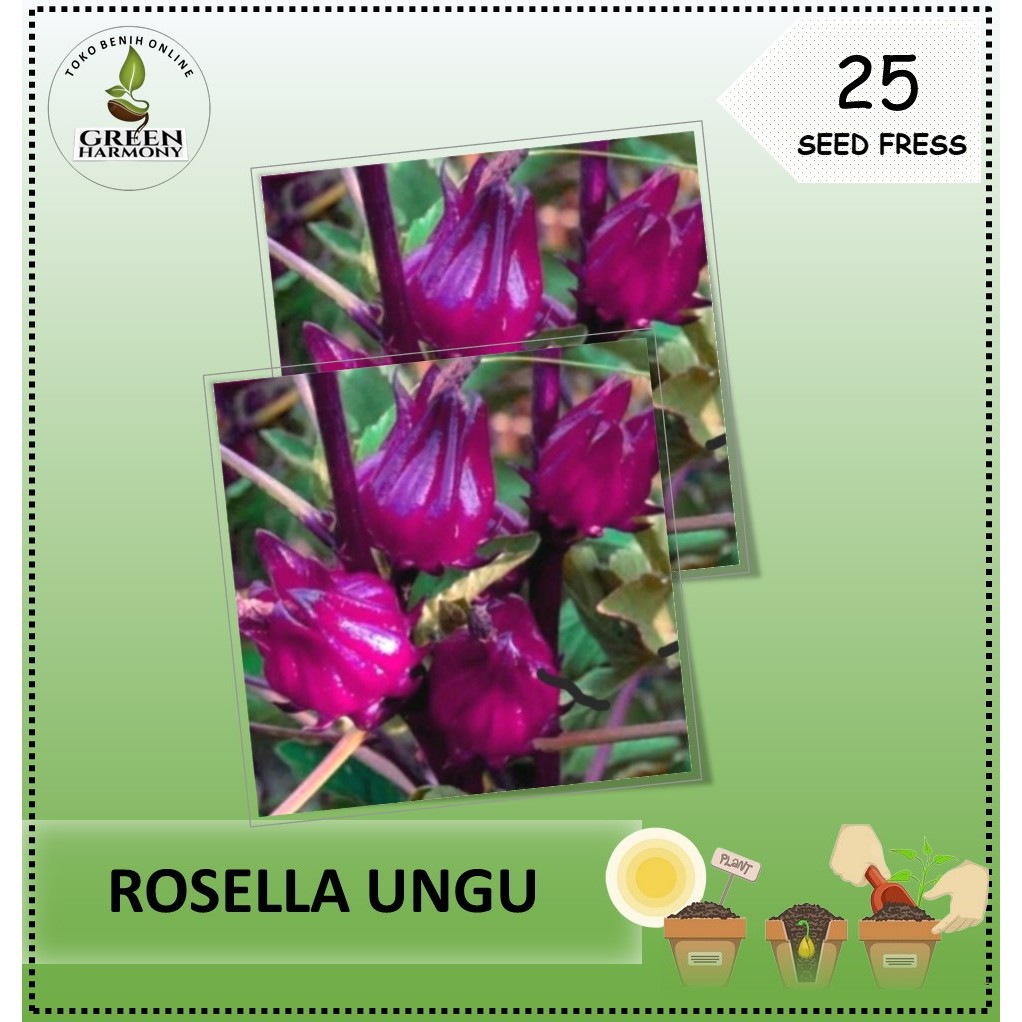 25 Biji Benih Bibit Tanaman Bunga Teh Rosella Ungu