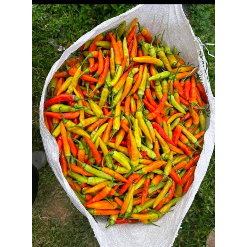 

CABE RAWIT/ RAWIT SETAN/ PROMO CABE RAWIT/CABE KERITING/CABE SEGAR/CABEMURAH 500 gr