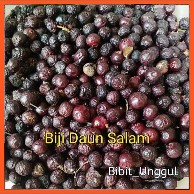 10 BIJI Benih Daun Salam Siap Tanam ( Biji Tua )
