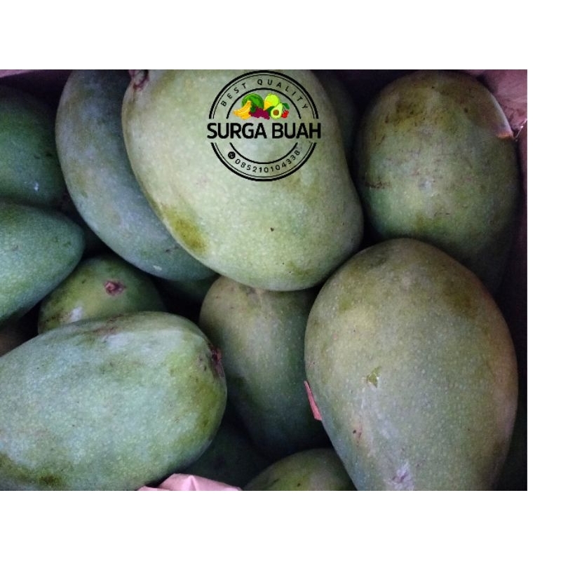 

Buah Mangga Harum Manis & Indramayu Segar Dan Berkualitas