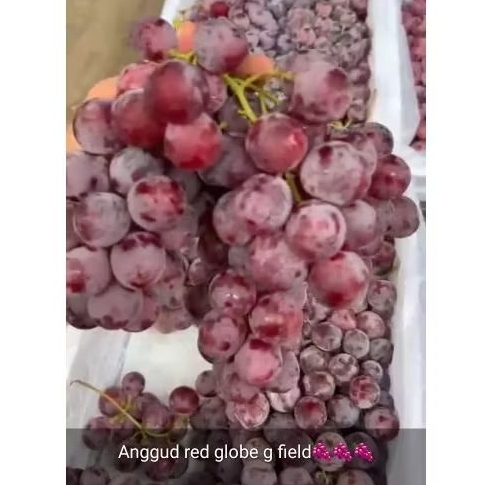 

Jual Anggur Red Globe G Field Per 1 BOK Krat