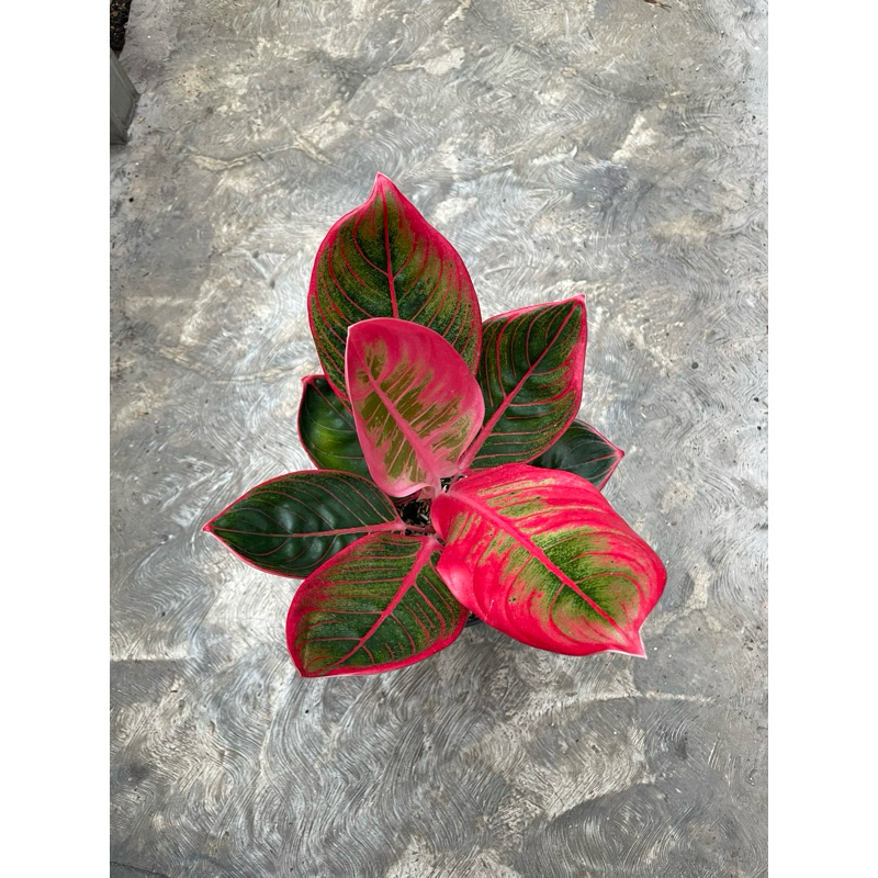 aglaonema khanza mutasi
