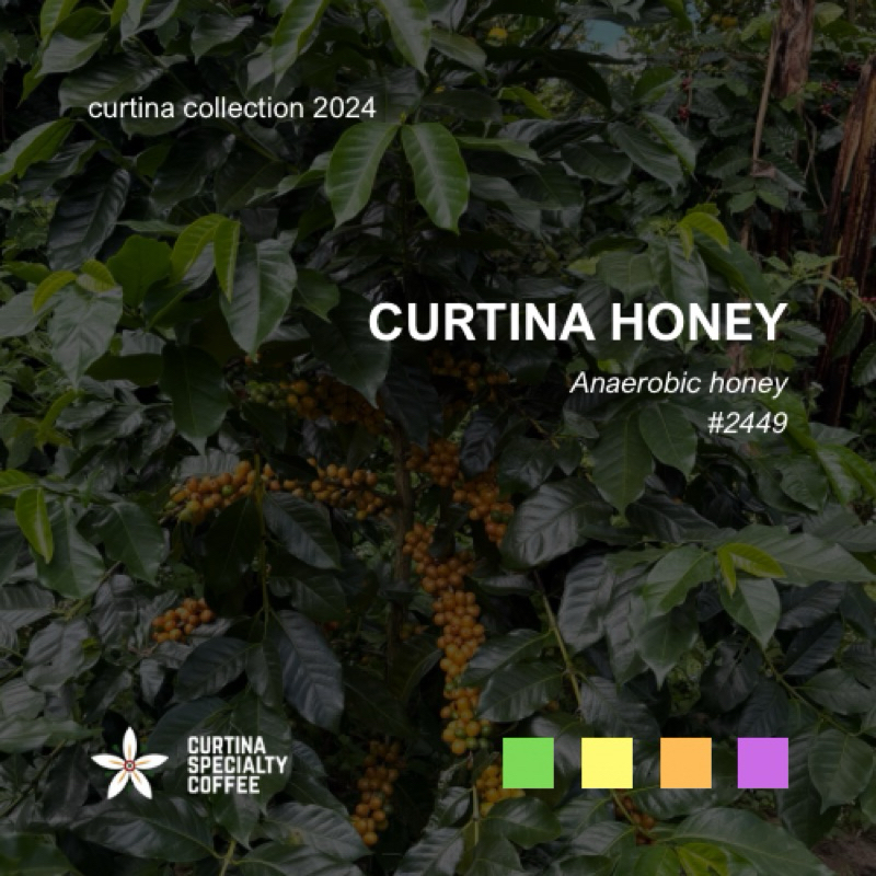 

Green beans / Biji kopi arabika Kintamani Honey