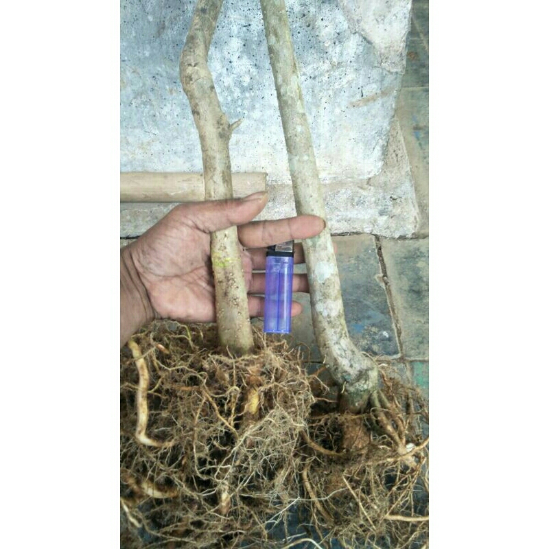 Shopritz Bonggol Bonsai Anting Putri