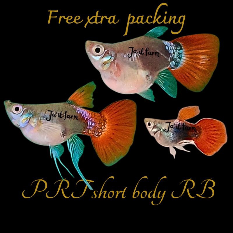 

FREE XTRA PACKING - PRT SH0RT BODY RIB0N & NORMAL