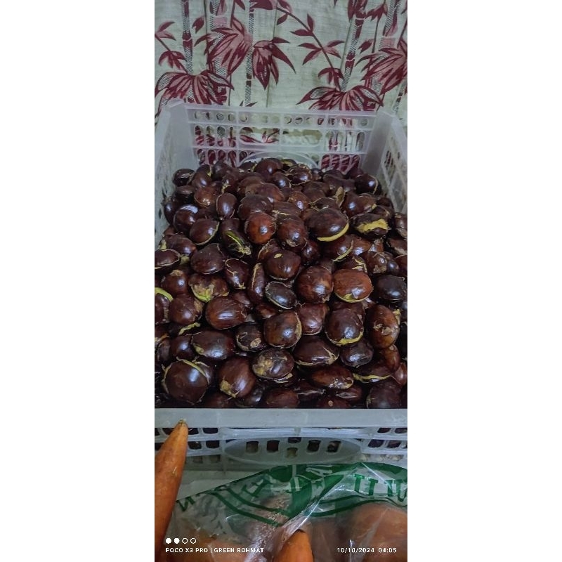 

Jengkol - Harga Terbaru untuk 1/2 Kg
