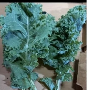 

kale curly fresh dan segar