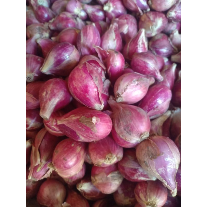 

Bawang Merah asli Brebes Besar