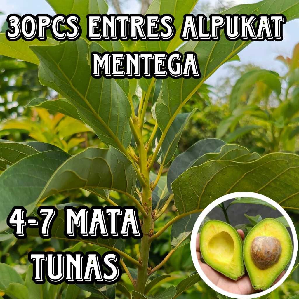 (GROSIR 30PCS) ENTRES ALPUKAT MENTEGA SUPER ENTRES ALPUKAT SUPER