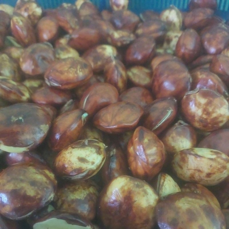 

Jengkol tua super