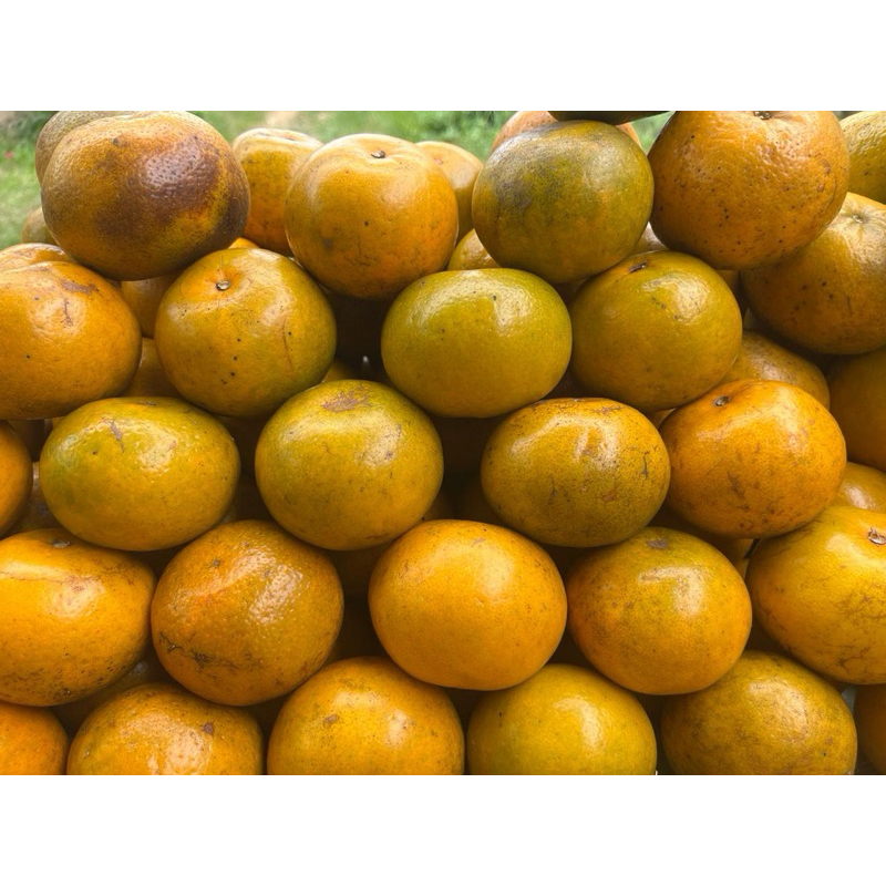 

jeruk gerga kerinci asli harga per kilo