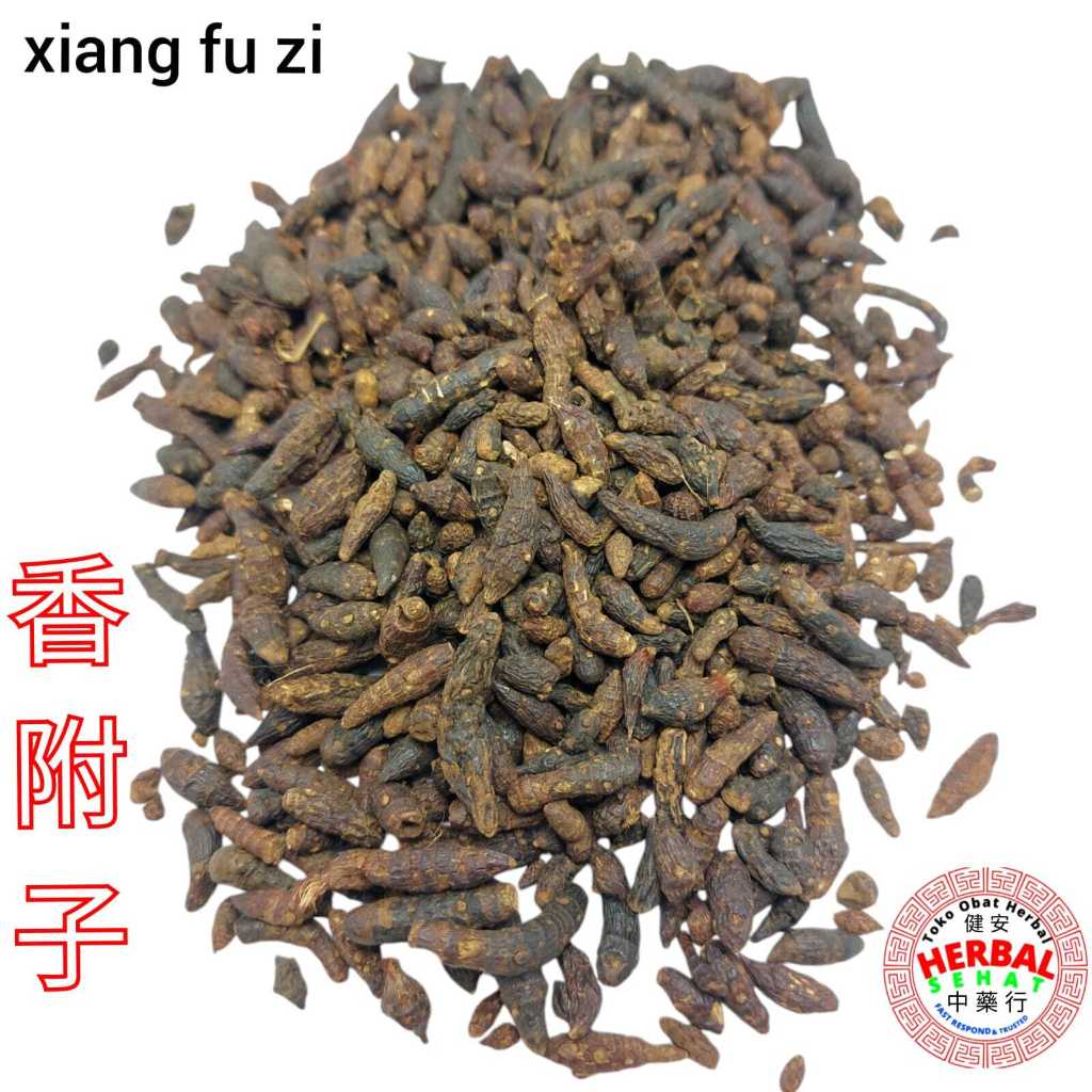 

Xiang Fu Zi 香附子 Mentah Untuk Rendaman UMBI RUMPUT TEKI NUTGRASS GALINGALE RHIZOME CYPERUS TUBER