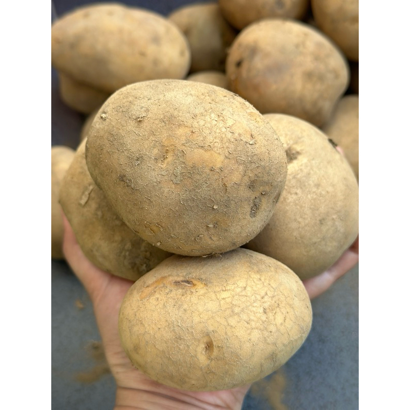 

kentang jumbo probolinggo 500g