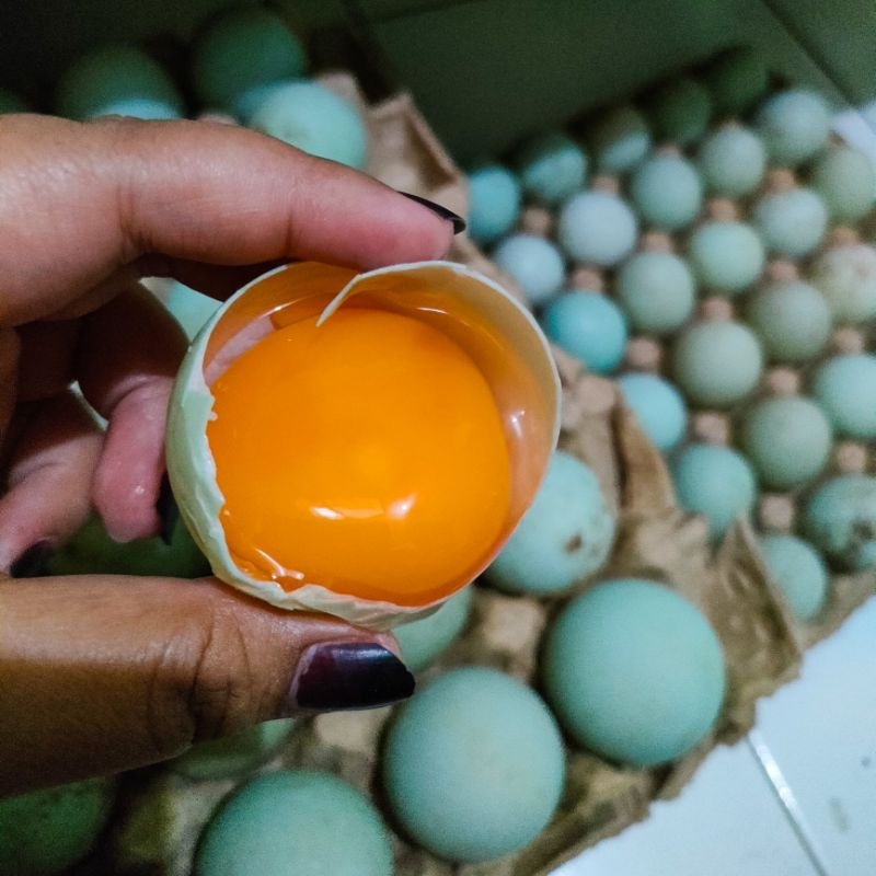 

TELUR BEBEK FRESH SETIAP HARI PANEN | TELUR BEBEK | TELUR BEBEK PETERNAKAN | KONDISI FRESH