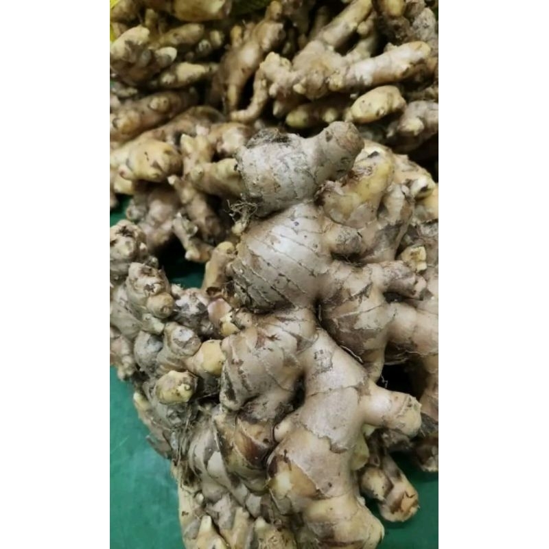 

Jahe Gajah Fresh 1kg