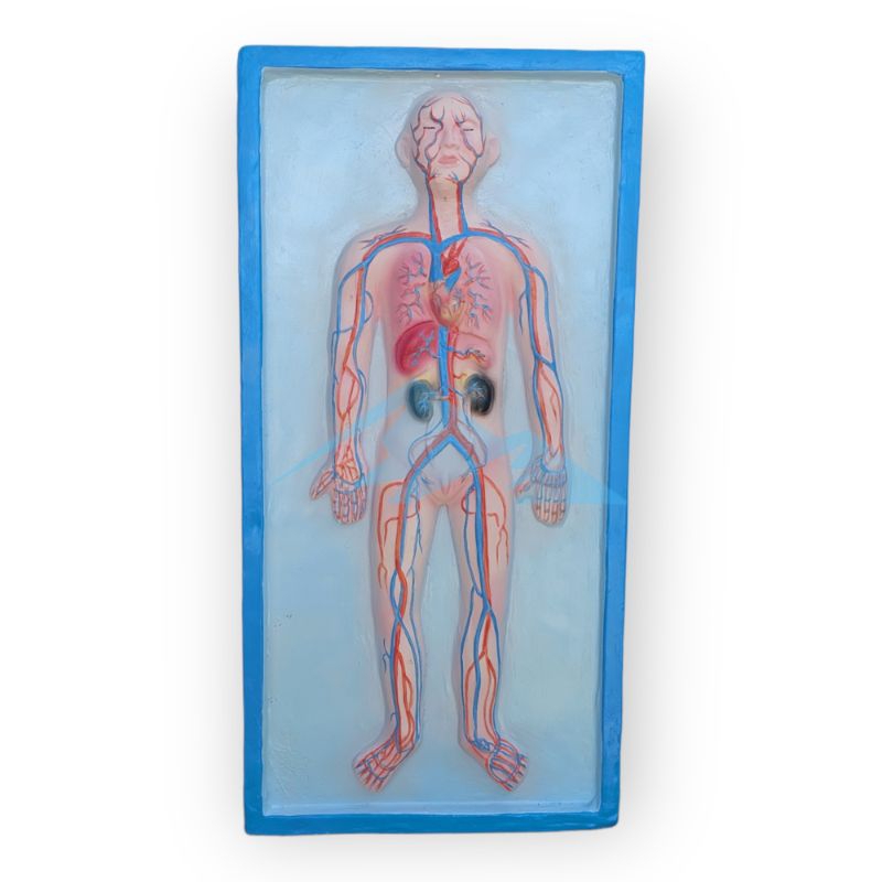 

Alat Peraga Pendidikan Anatomi Penampang Peredaran Manusia