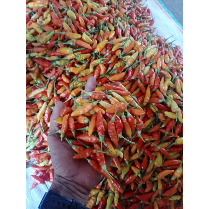 

cabe merah ori 500gram masih fress dari petani ready tiap hari bosku