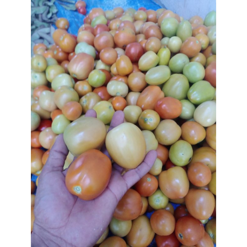 

tomat 1kg masih fress dari petani langsung