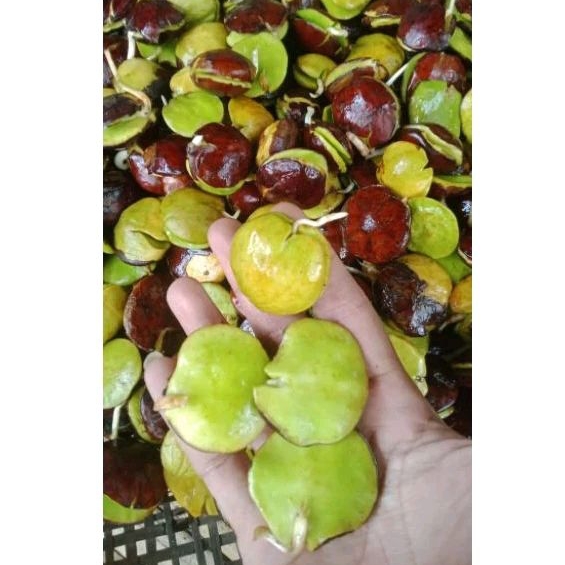 

jengkol tanam atau jengkol sepi 1kg