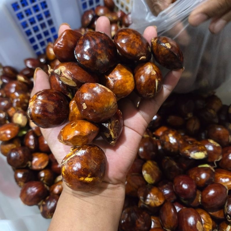 

jengkol1kg