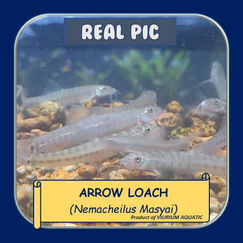 IKAN HIAS AIR TAWAR - ARROW LOACH / UCENG / NEMACHEILUS MAYAE