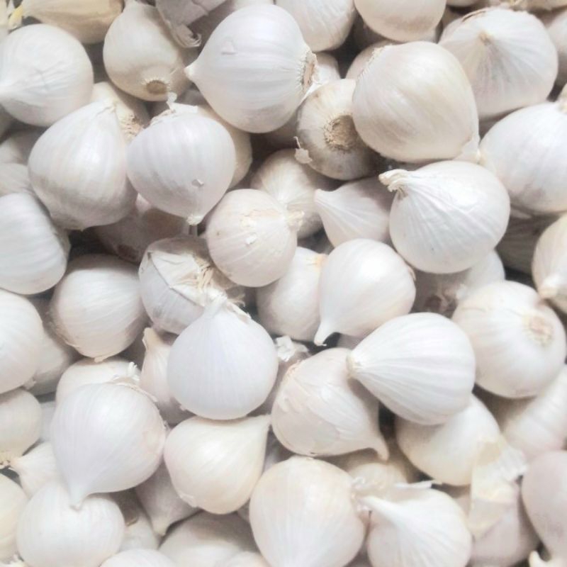 

Bawang putih tunggal 100 gram