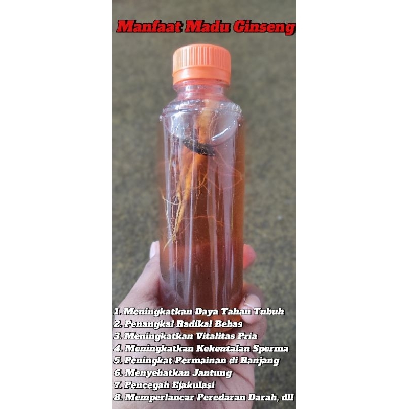 

Baceman Ginseng, Kuda Laut Madu