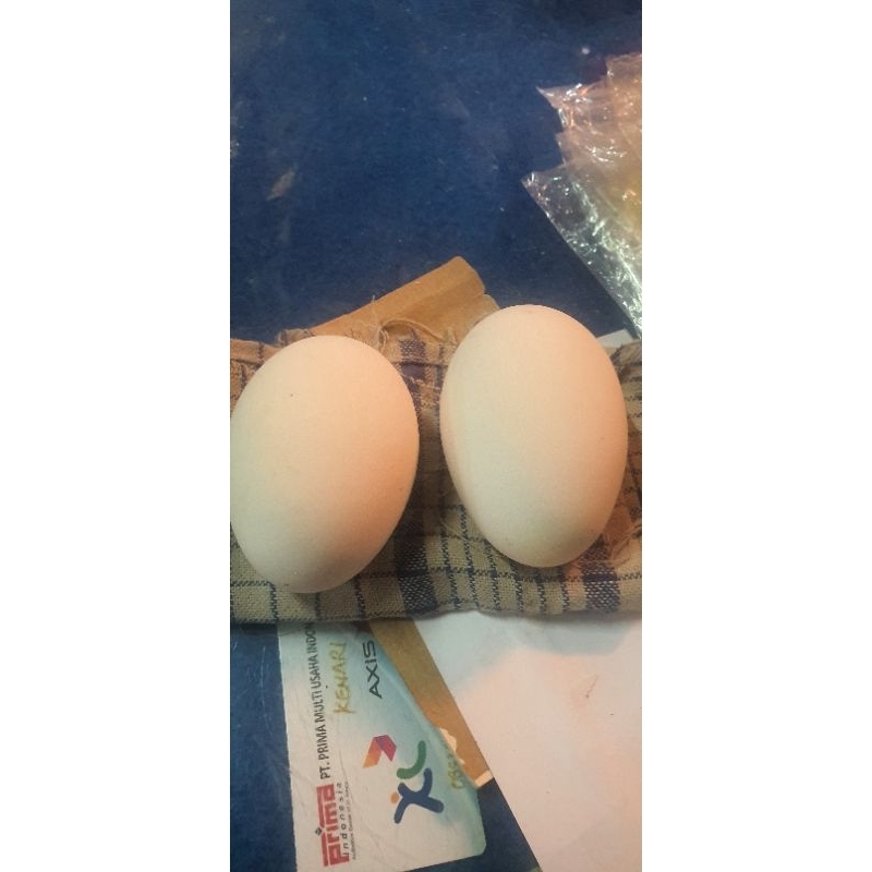 

TELUR ANGSA FRESH